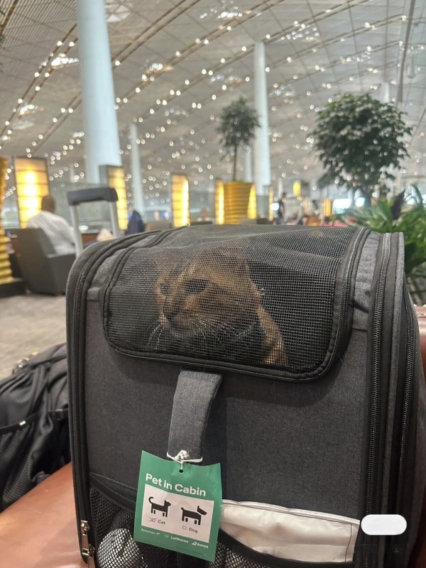 Are you preparing to take pets overseas? It is NEVER too early to begin preparations. Join ICVS' free online "Departing From China With Pets" information session to learn how to get started!