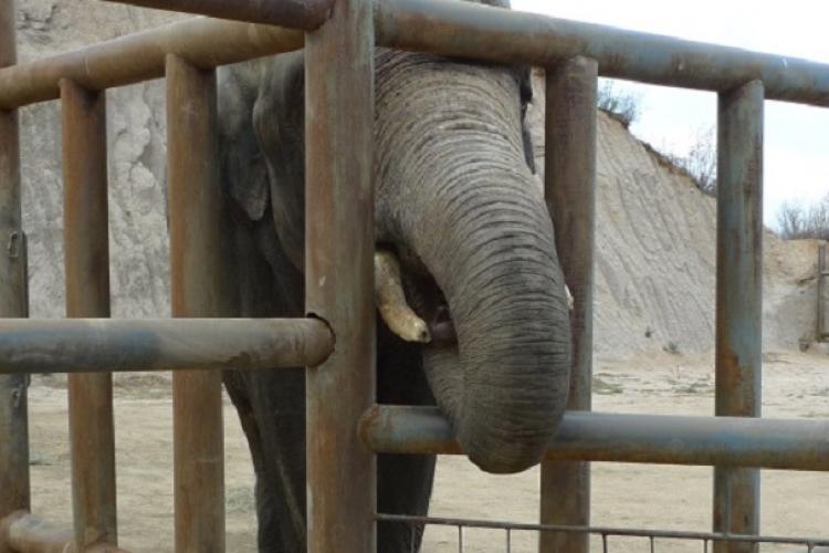 Elephant in Heat Tramples Employee to Death at Badaling Wild Animal Park