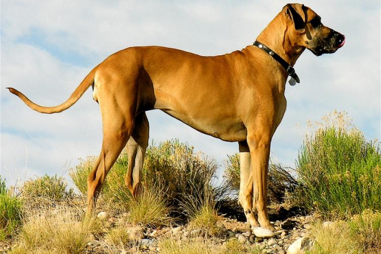 Large Dogs: Why the Fear?