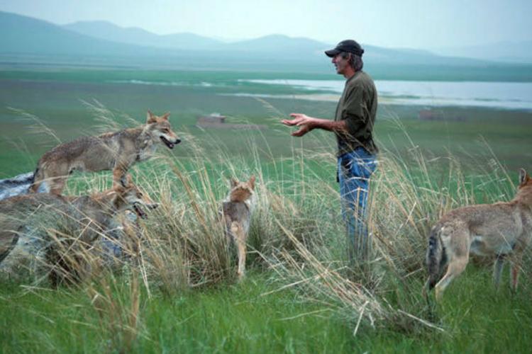 Wolf Totem Misrepresents Mongolian Culture