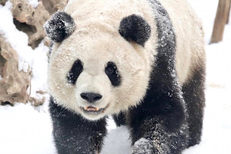 It&#039;s Snow Pretty! Instagram Captures Beijing&#039;s First Snowfall of the Year