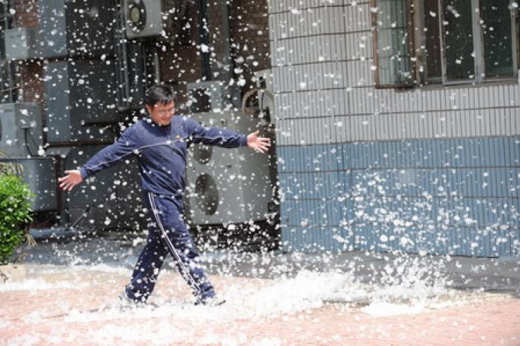 What&#039;s All that White Stuff?: A Brief History of Cottonwood Poplars in Beijing