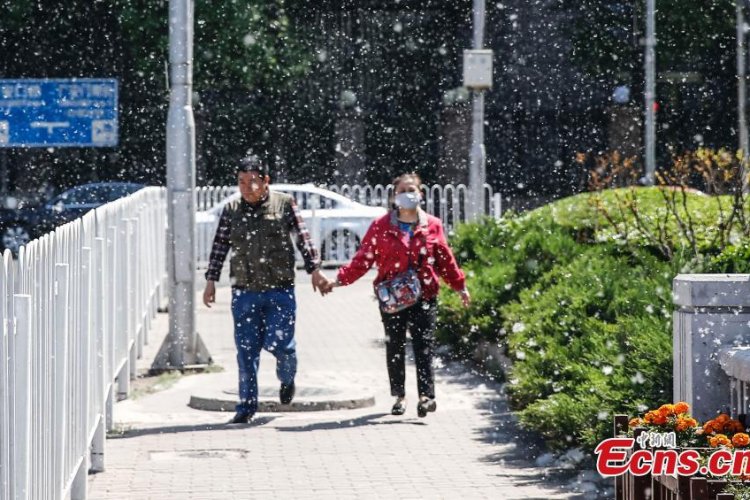 Curse of the Catkins: A Brief History of Cottonwood Poplars In Beijing