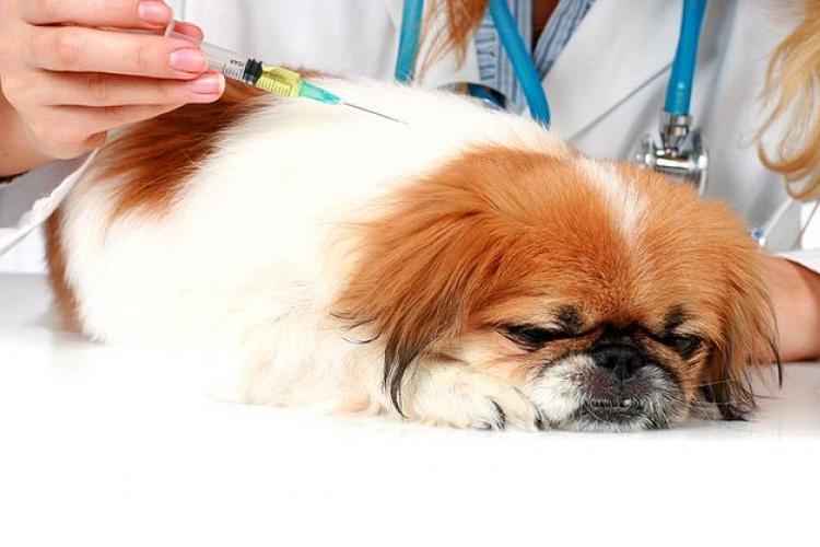 Vaccinating Your Pets to Protect the Community