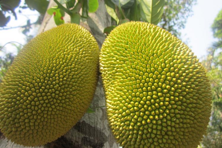 Indulging the Surprising Joys of Jackfruit