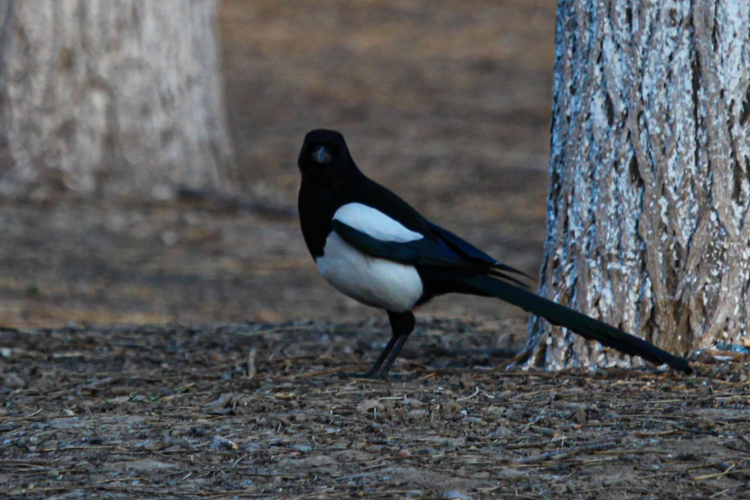 New Study Reveals What Beijing is Doing Right on Bird Biodiversity