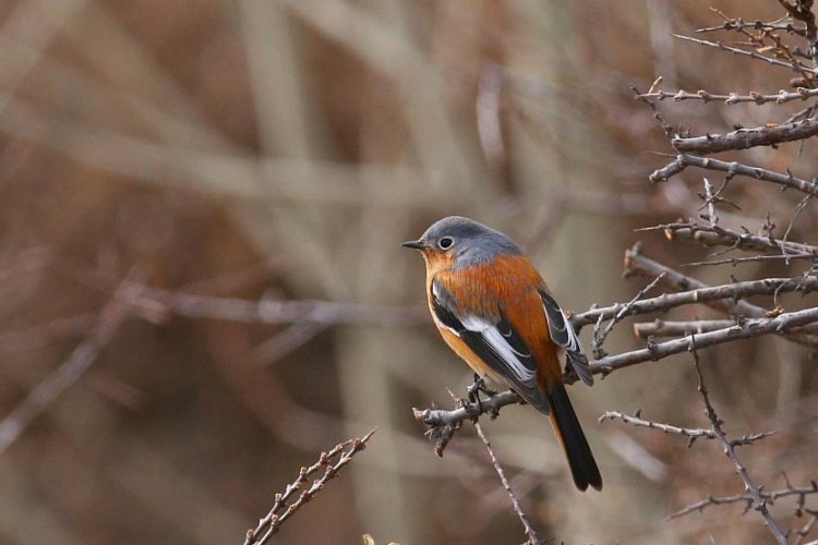 Beicology: Study Finds Beijing is One of China’s Best Places for Preserving Biodiversity