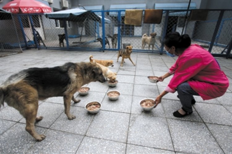 DP Bad Dog! Ferocious Pup May Have Been Apprehended After Biting Spree 