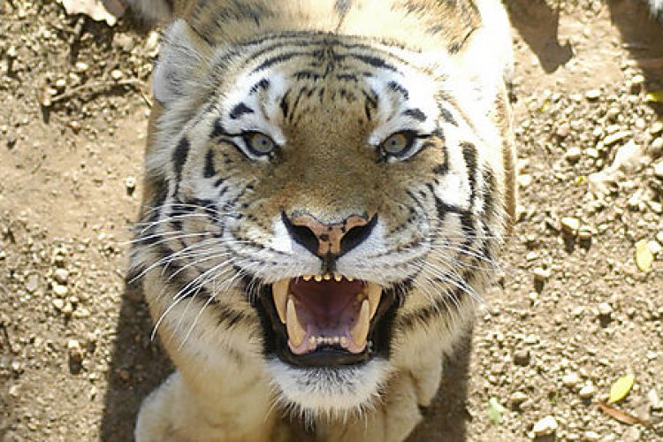 Tigers Maul One Woman Fatally, Injure Another, at Badaling WIldlife Park