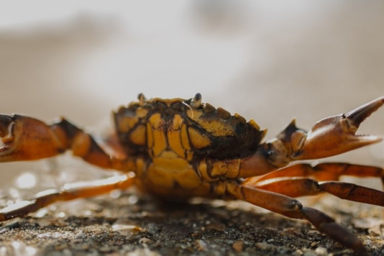 Big Crab/Crab Big: The Tricky Art of Translating Chinese Poetry