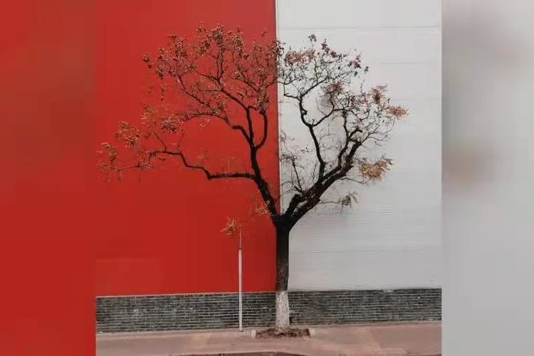 This Tree in Dongzhimen Is on Fire 