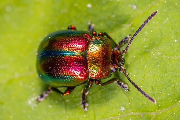 Want to See Cool Bugs Up Close? Head to This Lufthansa Mall Shop