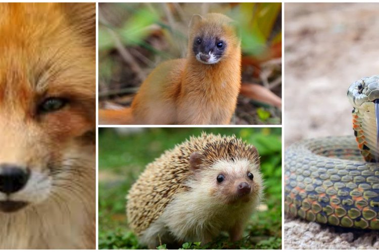 The Red, The Yellow, The White, The Willow, Four Spiritual Animals in Beijing