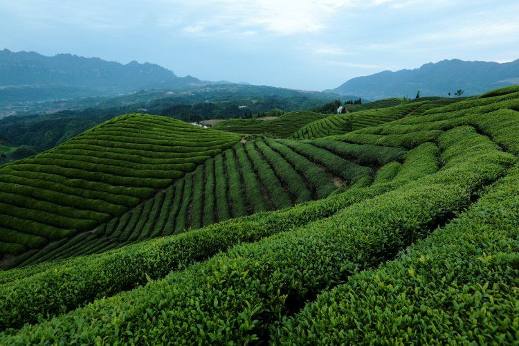 Solar Terms 101: Guyu, The Rain For The Crops And The End of The Spring