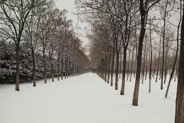 Brace Yourself, Beijing: Major Snowstorm on the Way!