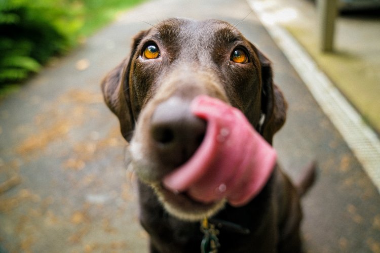 Netizen: My Dog Doesn&#039;t Just Eat Any Plants