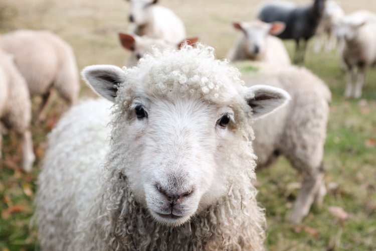 Mandarin Monday: What’s With All the Sheep Memes? A Look at Covid Slang