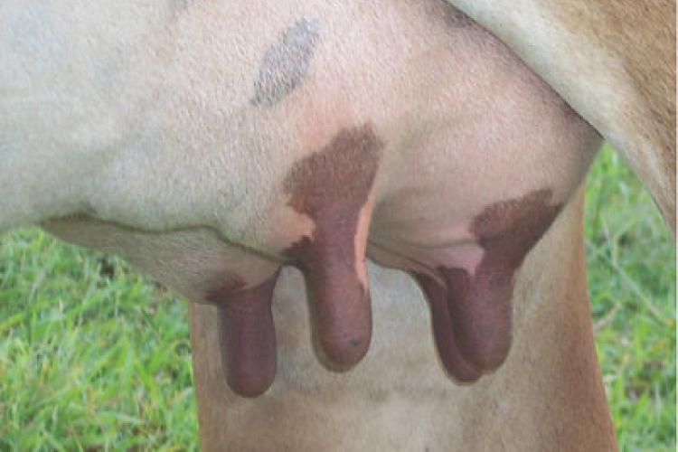 Udderly Bonkers: Chinese Cows Produce Human Milk