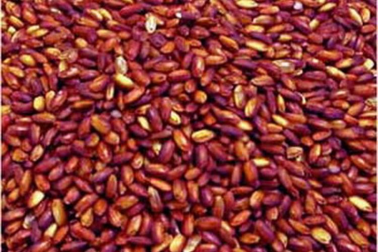 Quick Link: Dr Richard on Red Yeast Rice &amp; Cholesterol