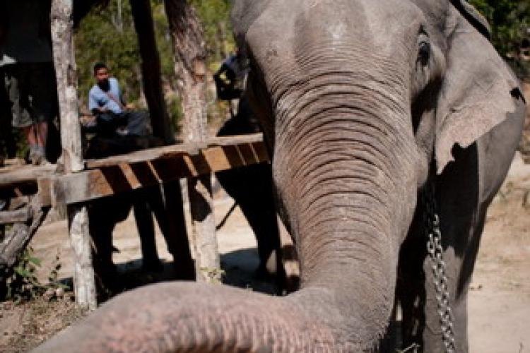 The Elephant Whisperers: Life in Northern Thailand’s Karen Hill Tribe