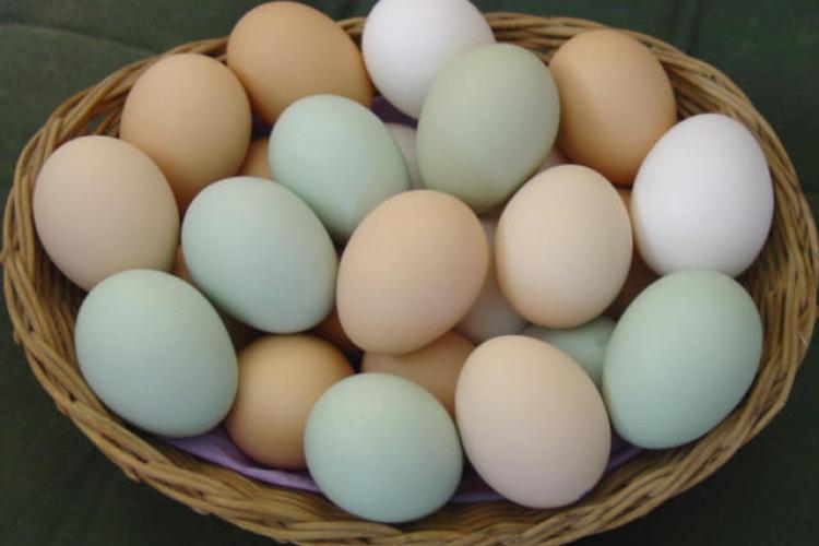 News You Might Have Missed: The Price of Eggs and School Scandals