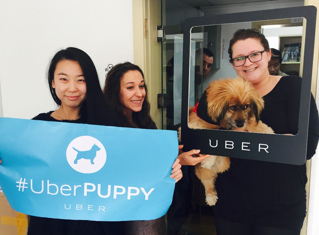 UberPuppies Can Make This Beautiful Day Even Better, Today Only: Between 12-4pm