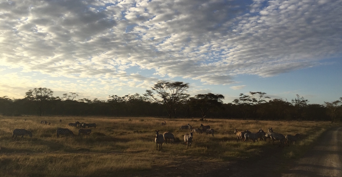 The Precarious Balance Between Wildlife and Metropolis: Top Four Things to Do in and Around Nairobi 