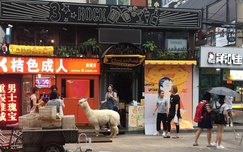 Street Eats: Alpacas and Egg Tarts At Cheese Bomb, Sanlitun Nanjie 