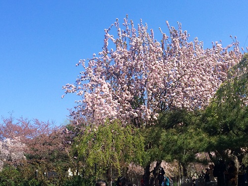 Spring Blossom at Yuyuantan Park