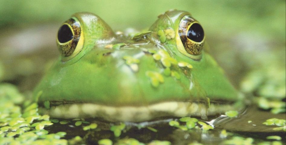 Rumor That Bullfrog Meat Banned in China Raises the Question: What Exactly is Off the Table?