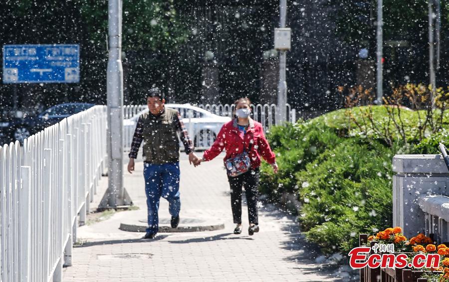 Curse of the Catkins: A Brief History of Cottonwood Poplars In Beijing