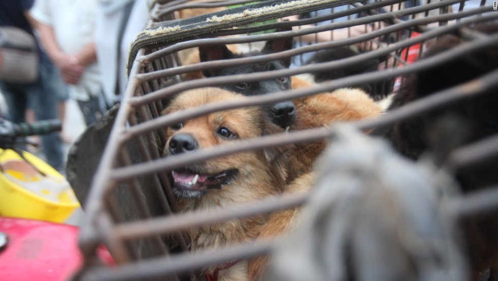 Dog Meat Culture vs. Modern Society in China