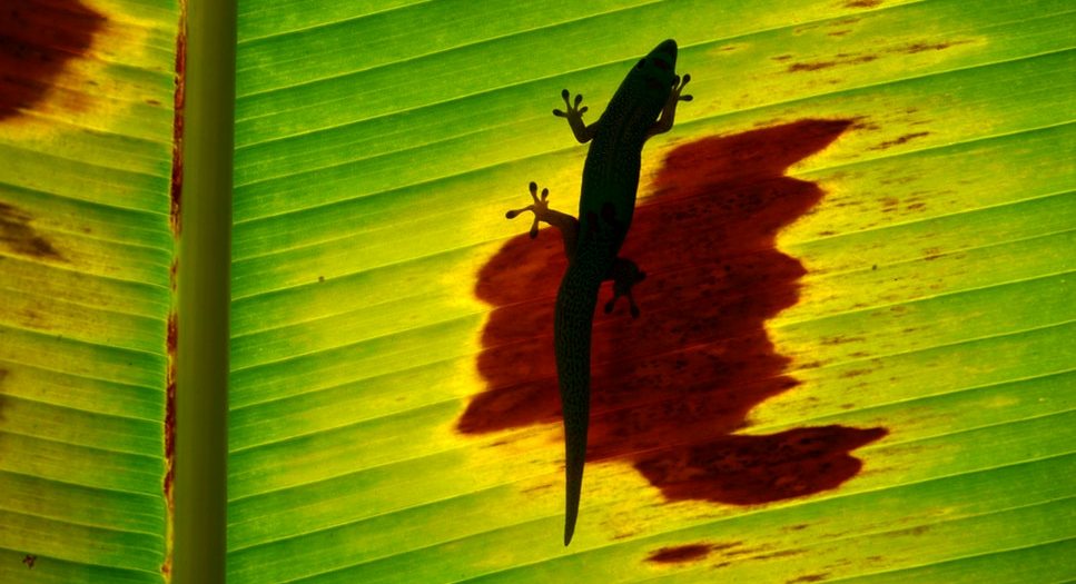 Crouching Tiger, Hidden Gecko: The Tale of an Unexpected Reptilian Visitor