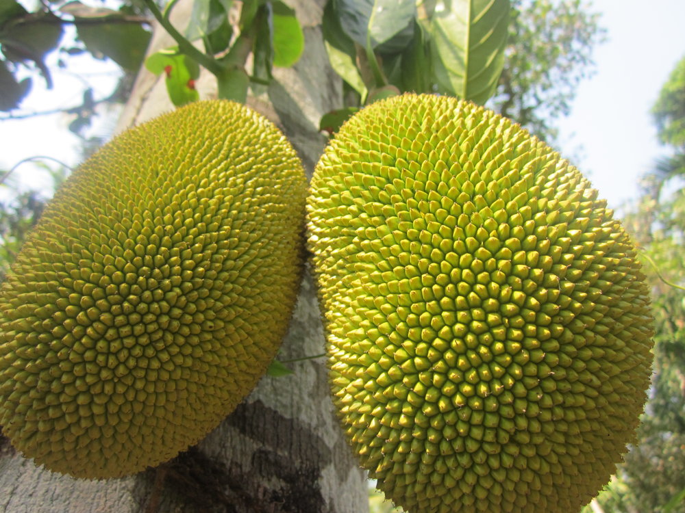 Indulging the Surprising Joys of Jackfruit