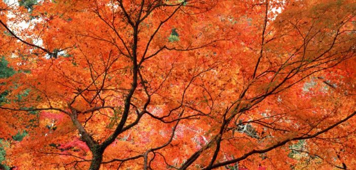 Red, Gold, and Orange: 13 Places to Watch Fall Leaves Change (Pt. 1)