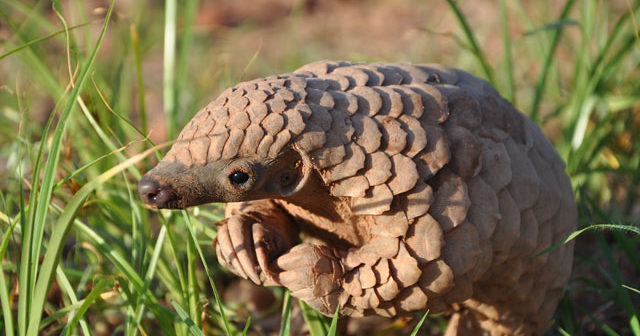 Trending in Beijing: Pangolin Scales Dropped From TCM and the Baijiu-Fueled Punch That Downed a Plane