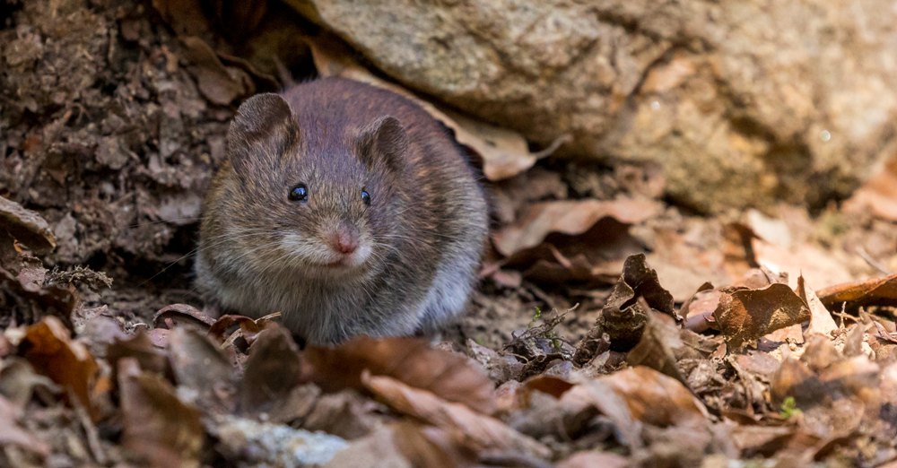 Know Your Rats: The Complicated Image Problem of Rats in Chinese Culture