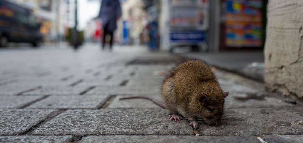 Rats! How One Vermin Came to Incur Both Reverence and Contempt Across Different Cultures