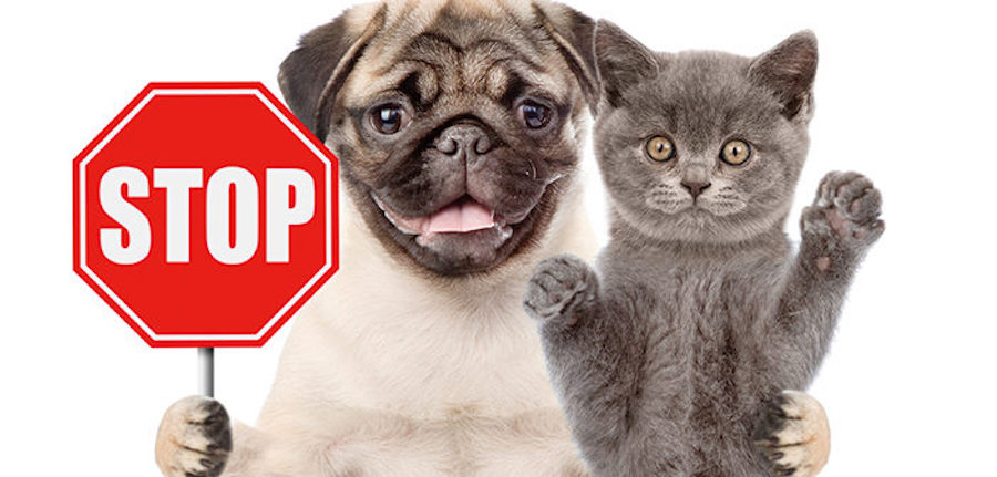 Furry Situations: Important Rules Regarding Pet Ownership in the Capital