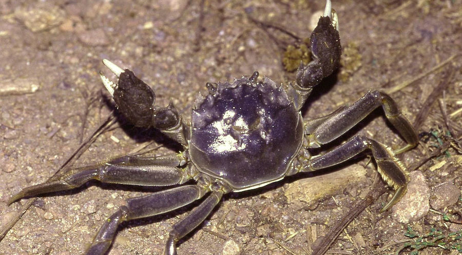 Bringing Hairy Back: What&#039;s The Big Deal About Hairy Crab Season?