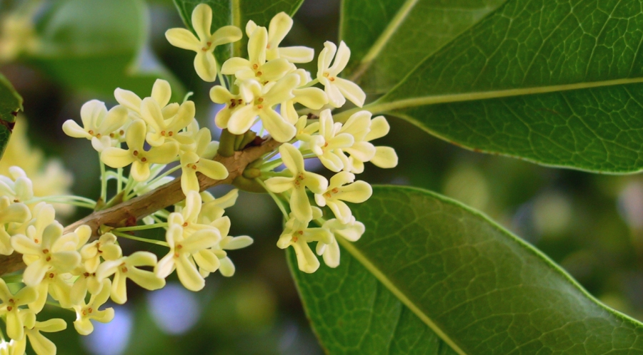 Wokipedia: O is for... Osmanthus, Ou (Lotus Root), Oyster Omelet