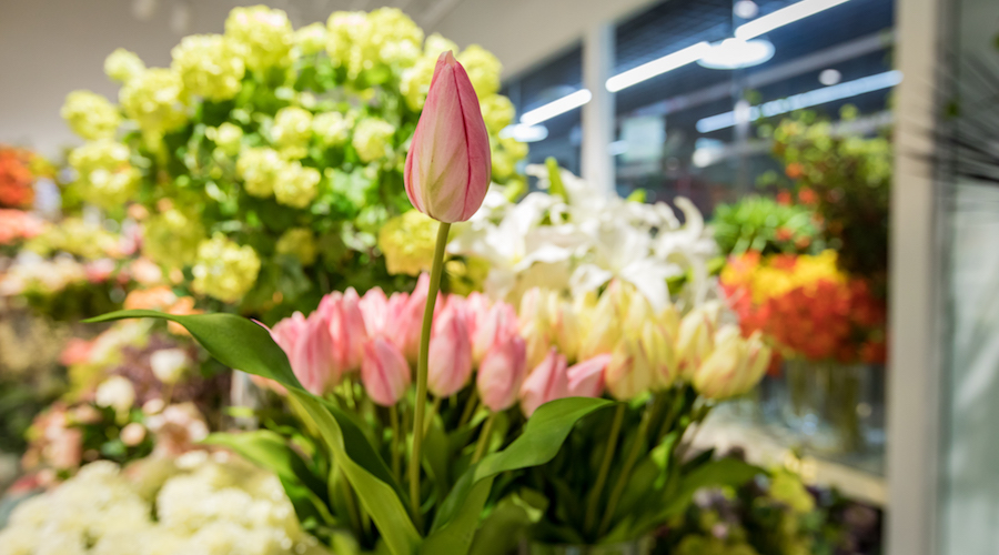 Brighten Up Your Home This Winter at Liangma International Flower Market