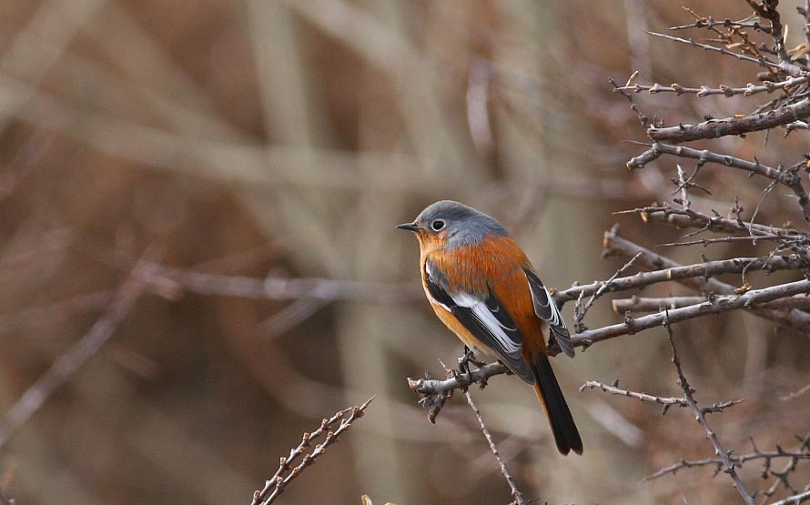 Beicology: Study Finds Beijing is One of China’s Best Places for Preserving Biodiversity