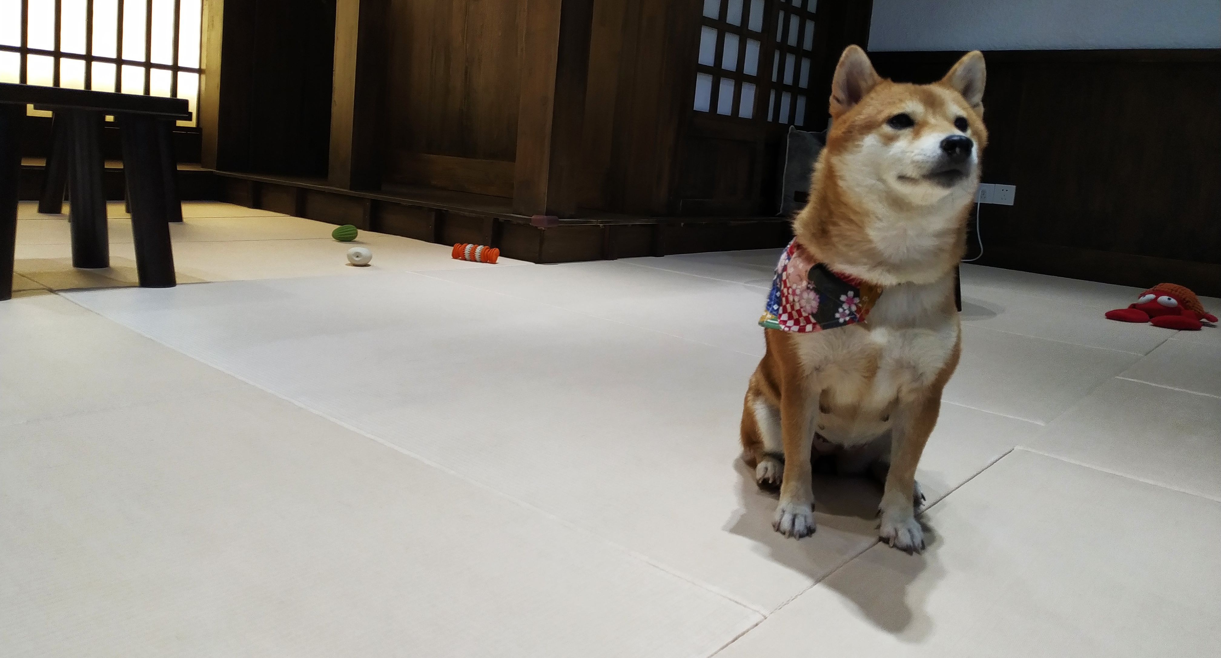 DP Sit Back and Let These Mini-Shibas Heal Your Soul