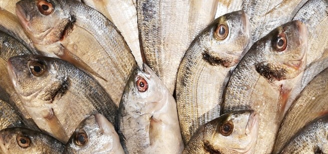 Food for Thought: Oily Fish Found to Protect the Brain From Air Pollution