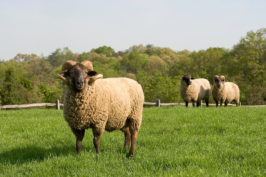 In the Year of the Sheep, Don&#039;t Get Rammed: Use Our Completely Unscientific Horoscopes to Navigate Your Way Through the New Lunar Year