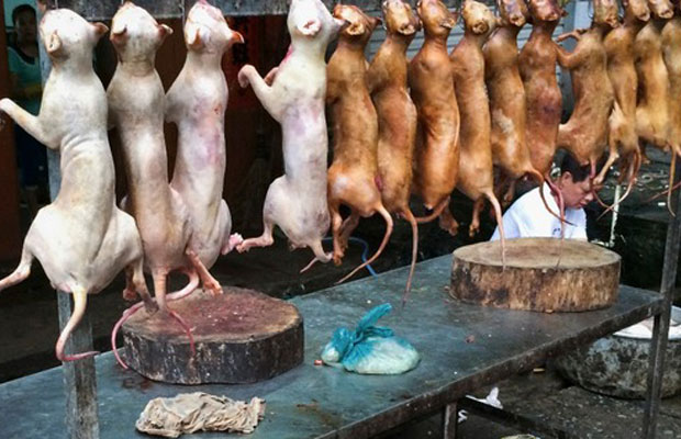 NGO Outlines How to Report Dog Meat Restaurants in China 