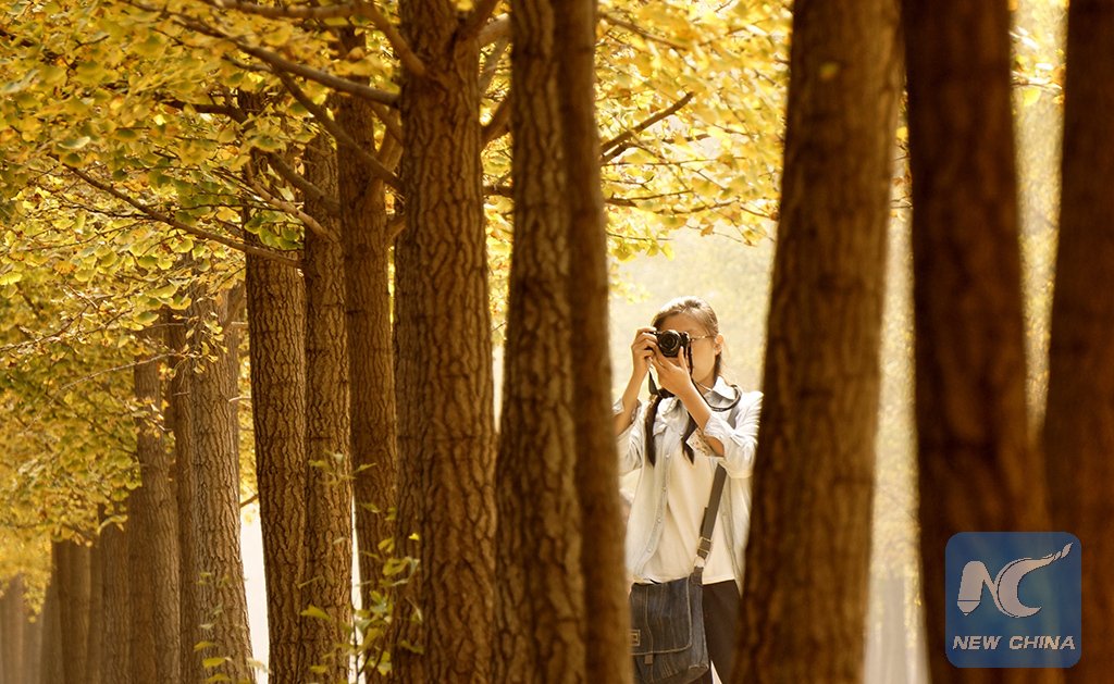 Ease Your Pollution Blues with These Instagram and Twitter Pics of Beijing&#039;s Autumn Leaves