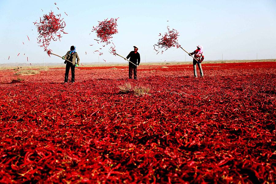 Tracing Heated Roots: How the Beloved Chili Arrived in China