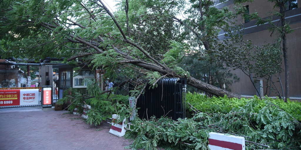 Safety Warnings Issued After Strong Winds Kill Four